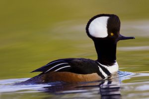 Hooded Merganser