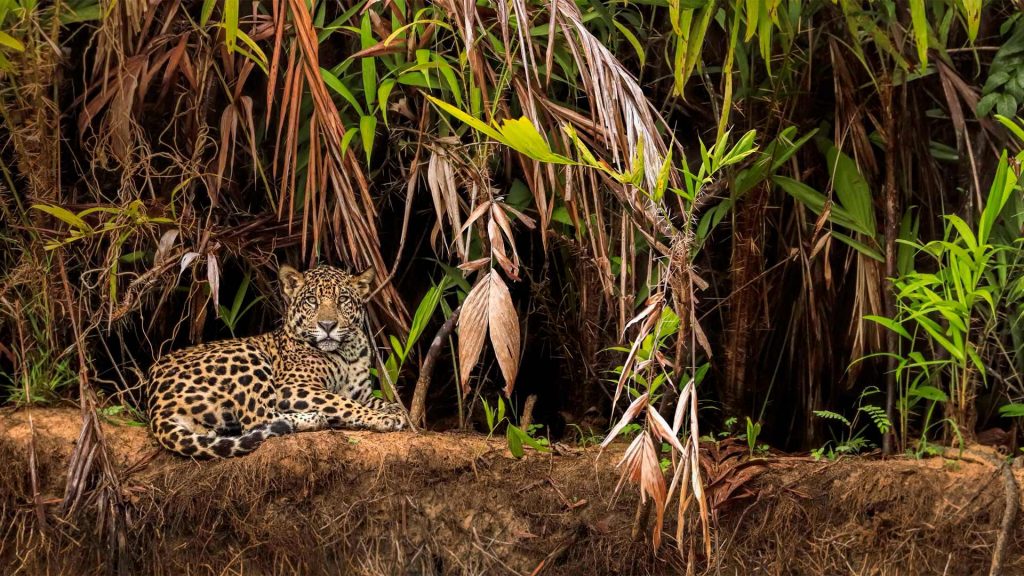 Jaguar Pantanal