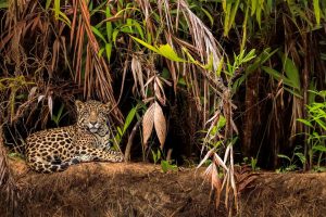 Jaguar Pantanal