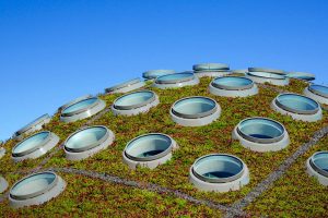 Living Roof