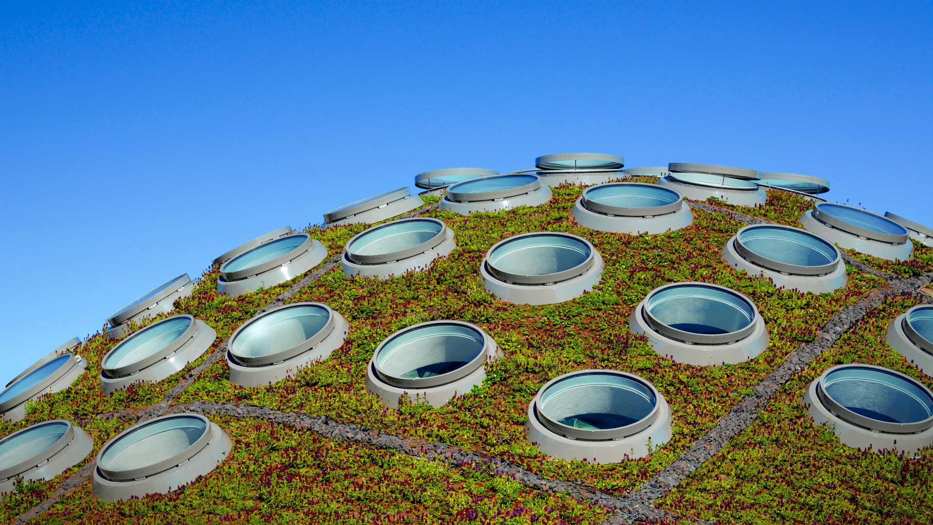 Living Roof