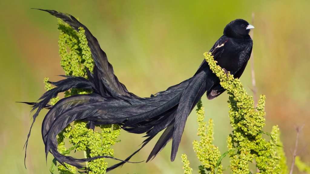 Long Tailed Widow