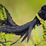 Long Tailed Widow