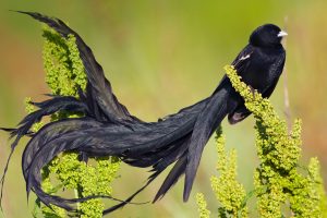 Long Tailed Widow