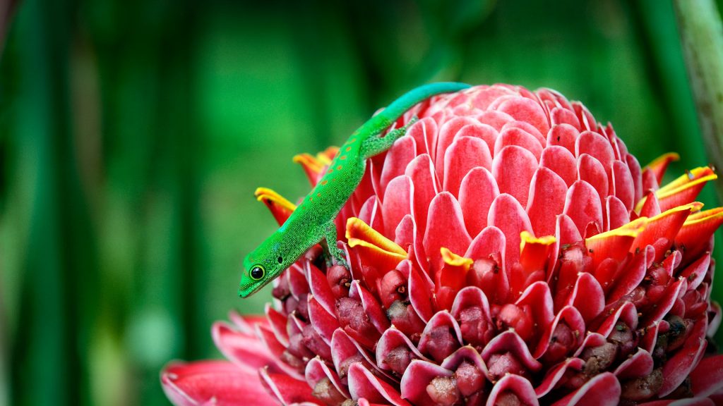 Mayotte Gecko