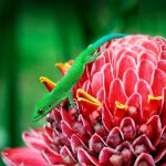 Mayotte Gecko