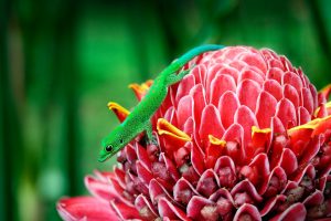 Mayotte Gecko