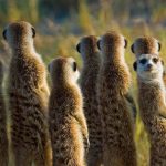 Meerkat Mob