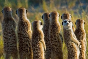 Meerkat Mob