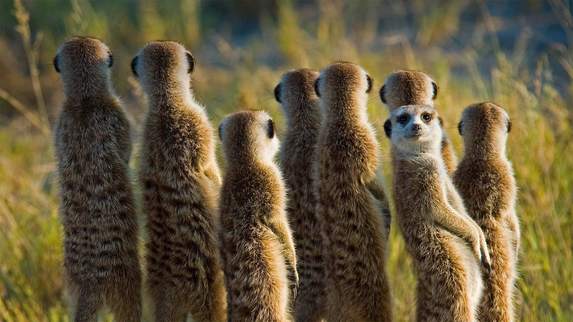 Meerkat Mob