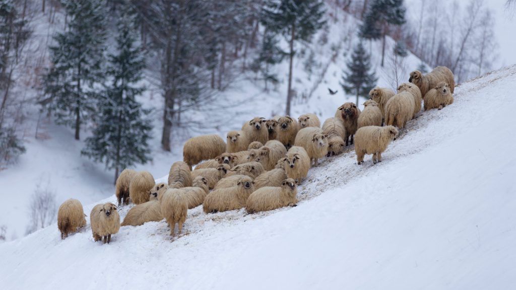 Mountain Sheep Australia