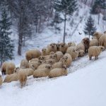 Mountain Sheep Australia