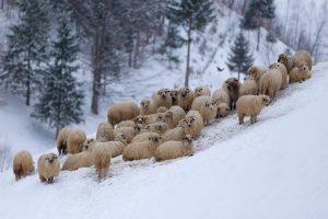 Mountain Sheep Australia