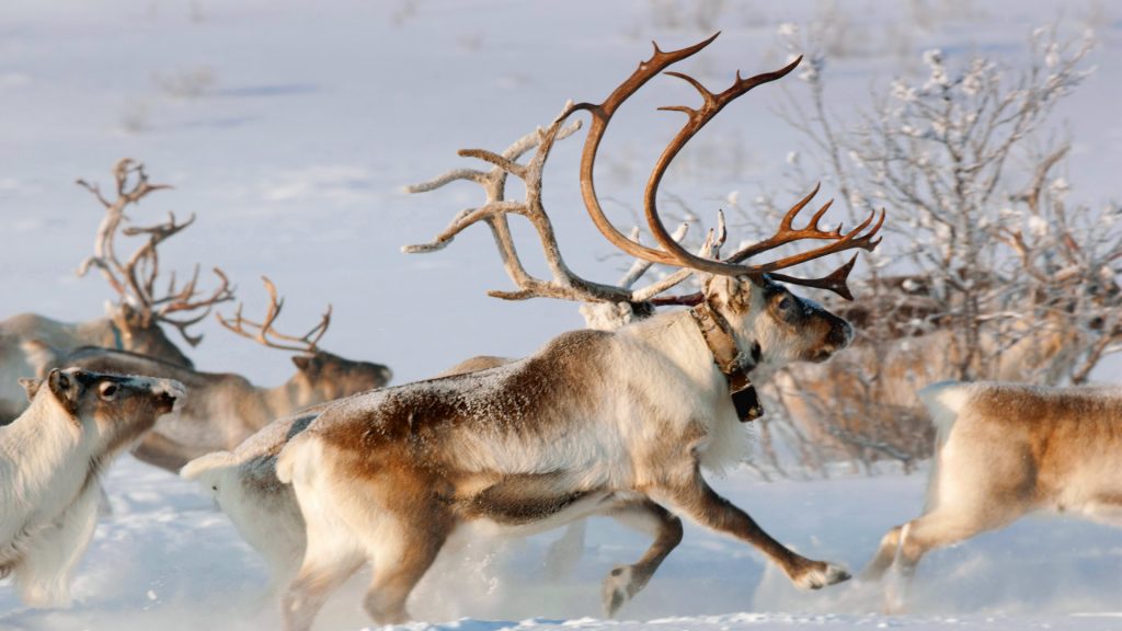 Norway Reindeer