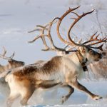 Norway Reindeer