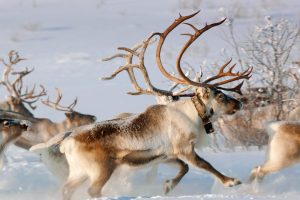 Norway Reindeer