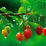 Oleaster Fruit