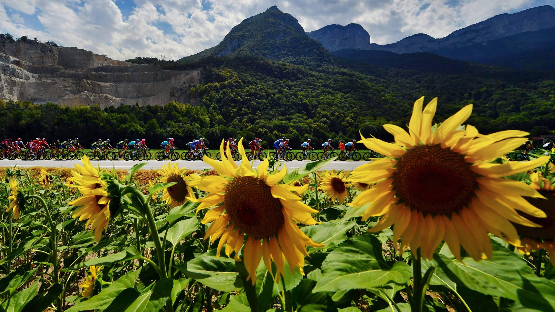 Peloton Sunflowers