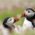 Puffin Skomer