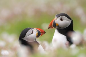 Puffin Skomer