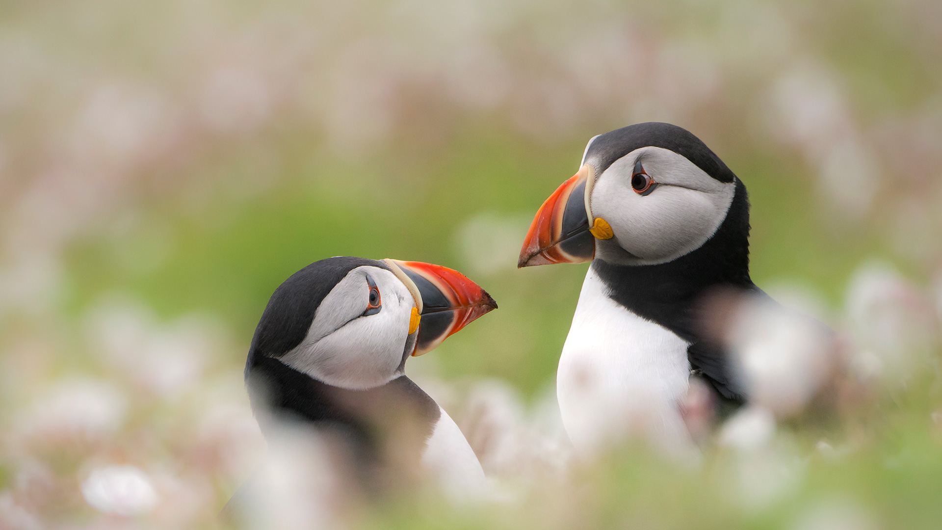 Puffin Skomer