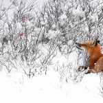 Red Fox Canada