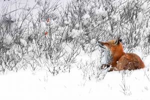 Red Fox Canada