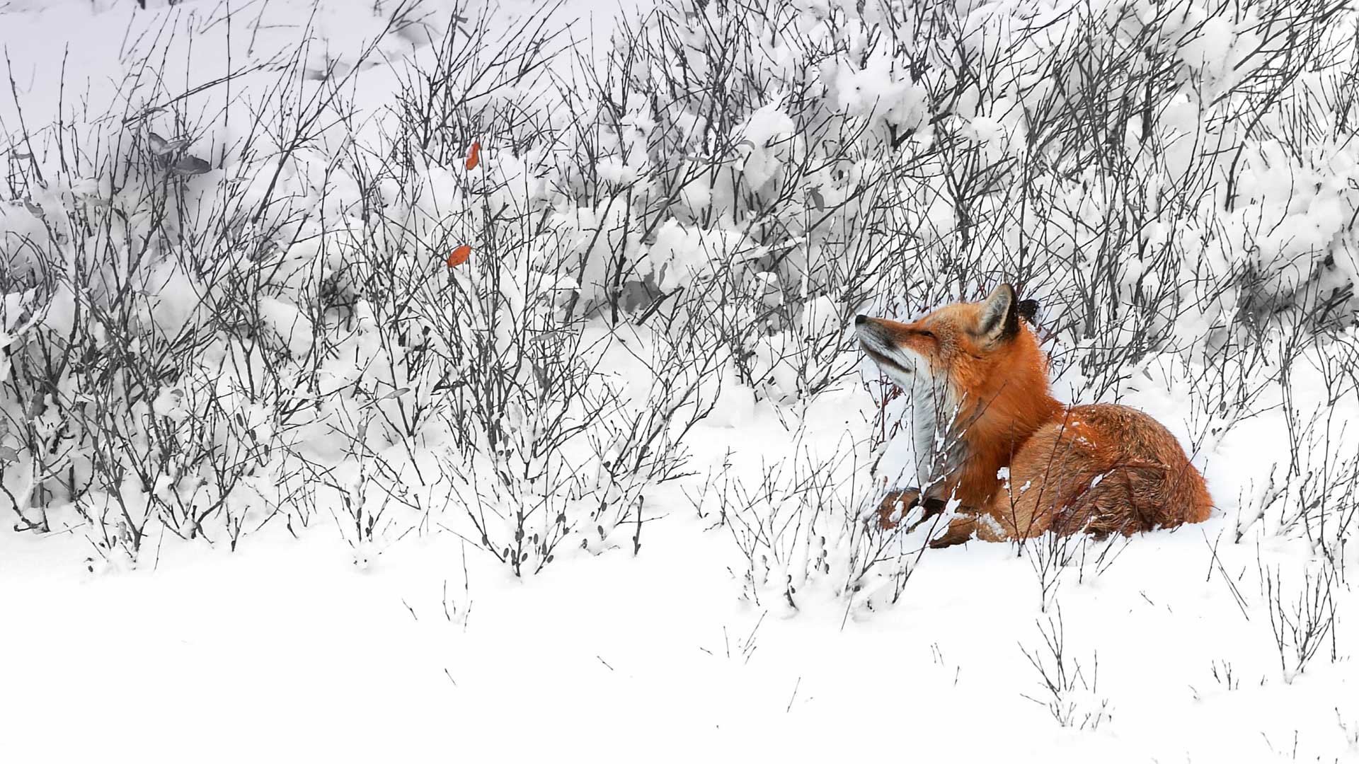 Red Fox Canada