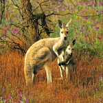 Red Kangaroo Flinders Ranges