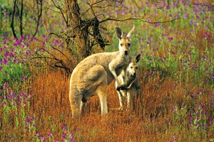 Red Kangaroo Flinders Ranges