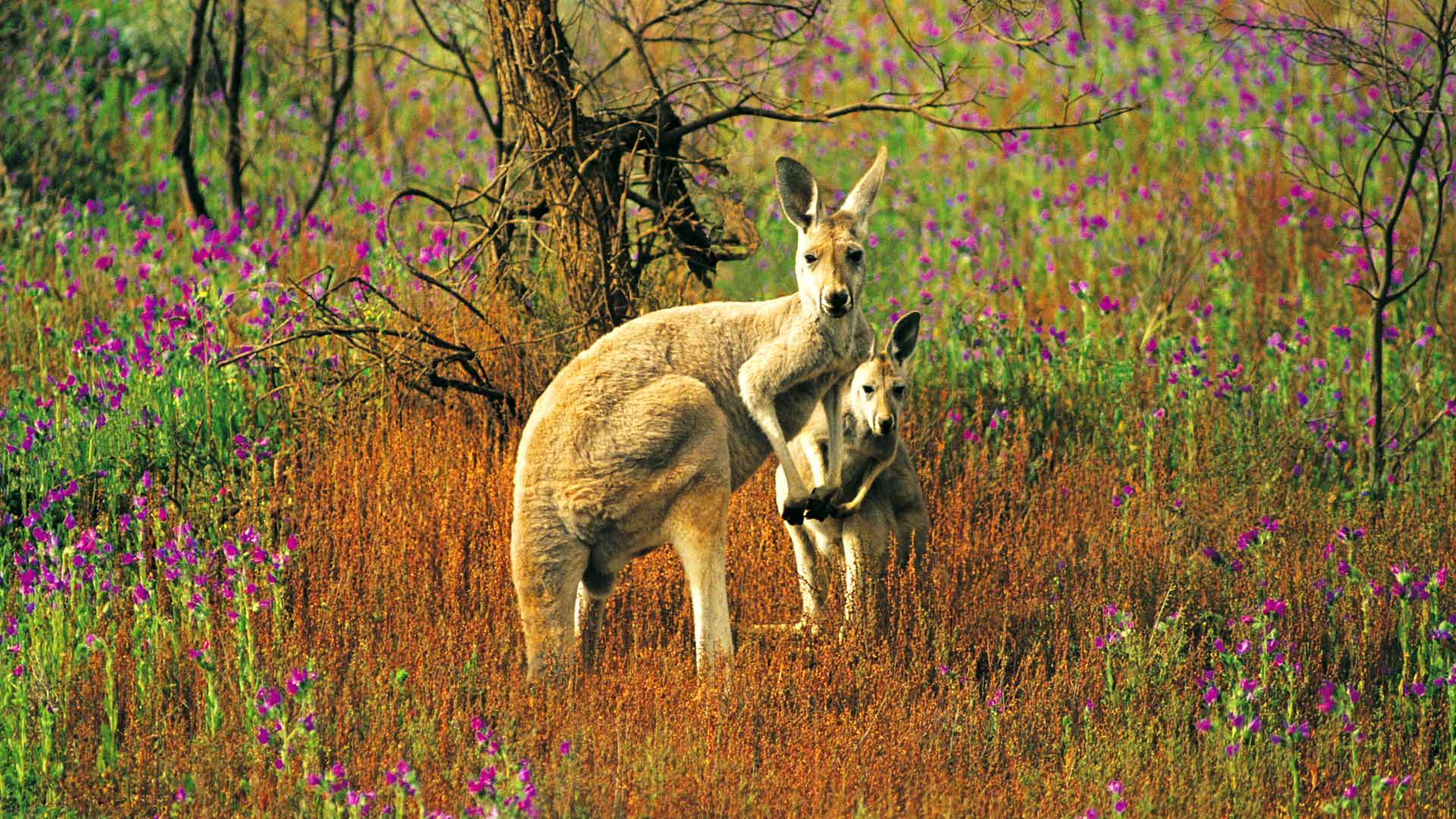 Red Kangaroo Flinders Ranges