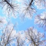 Rimed Larch Forest