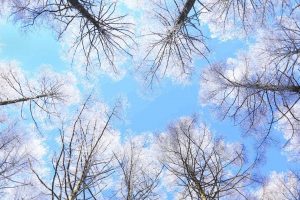 Rimed Larch Forest