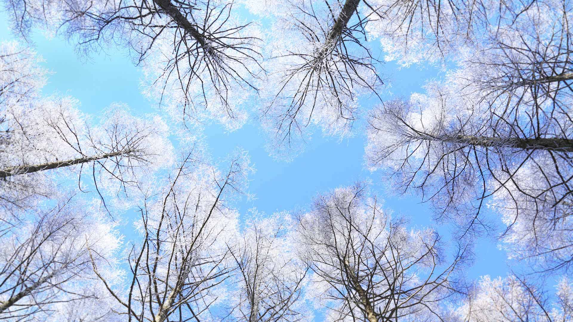 Rimed Larch Forest