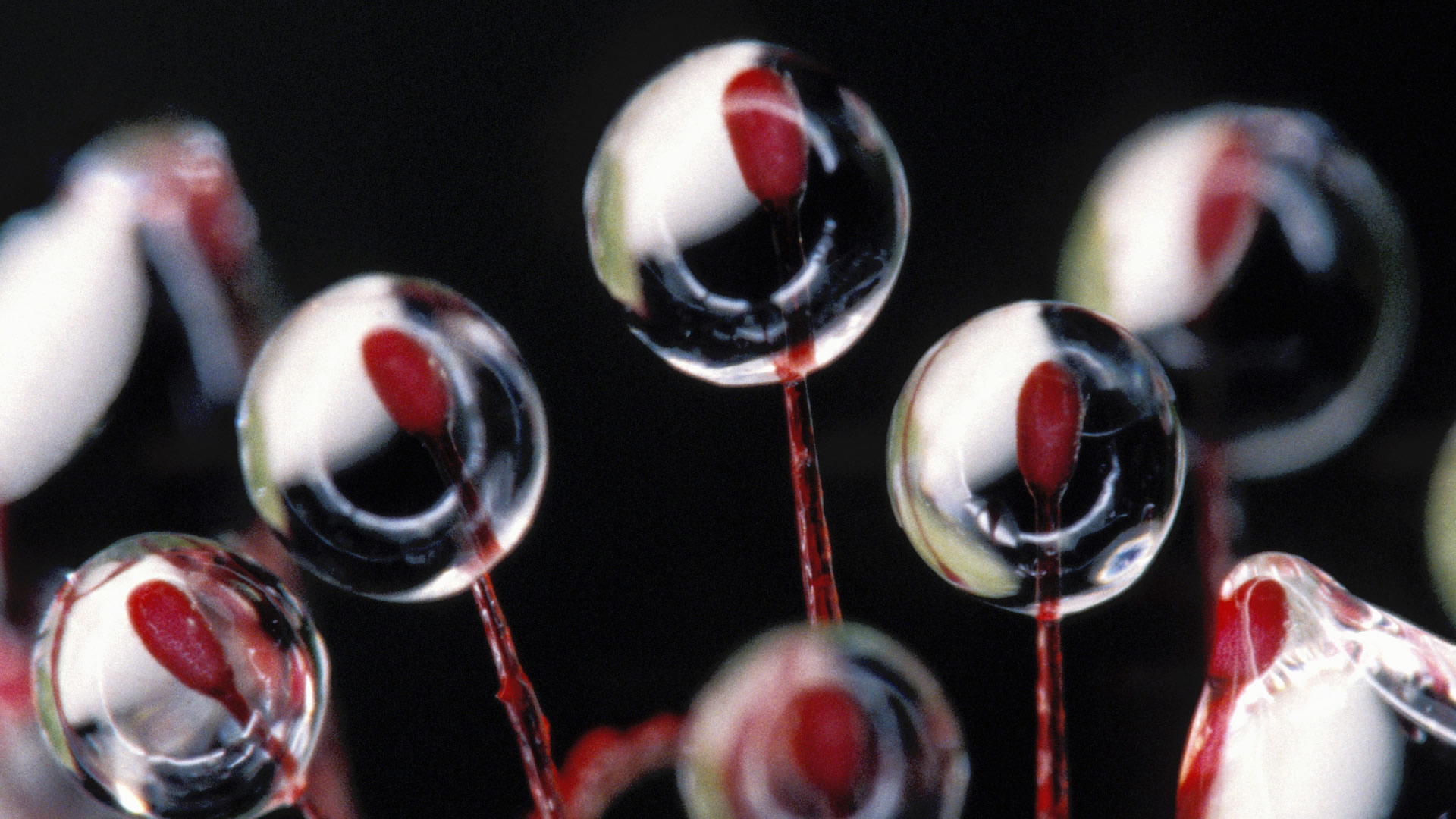 Rosy Sundew Trichomes