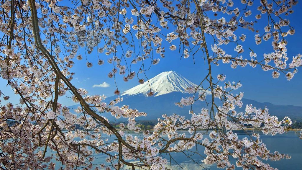 Sakura With Fuji