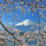 Sakura With Fuji