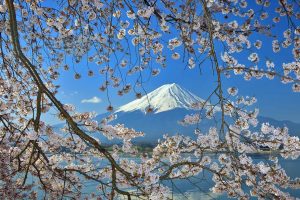 Sakura With Fuji