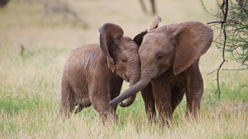 Samburu Elephants