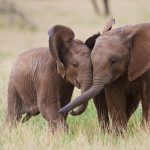 Samburu Elephants