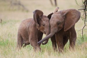 Samburu Elephants