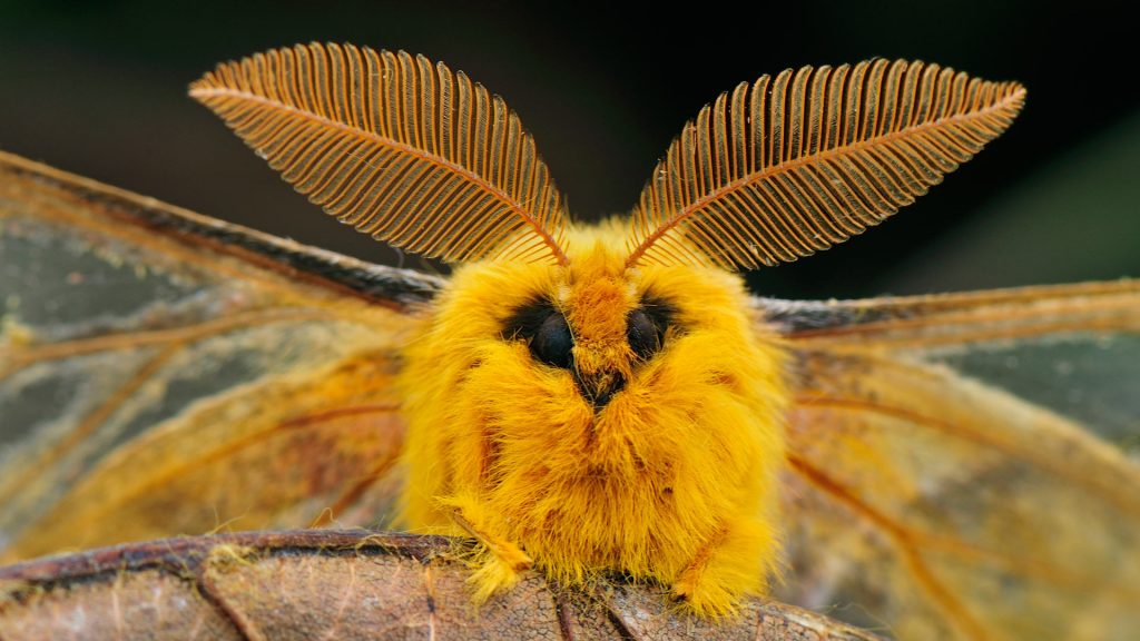 Saturniid Moth