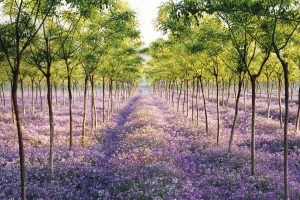 Sea Of Flowers