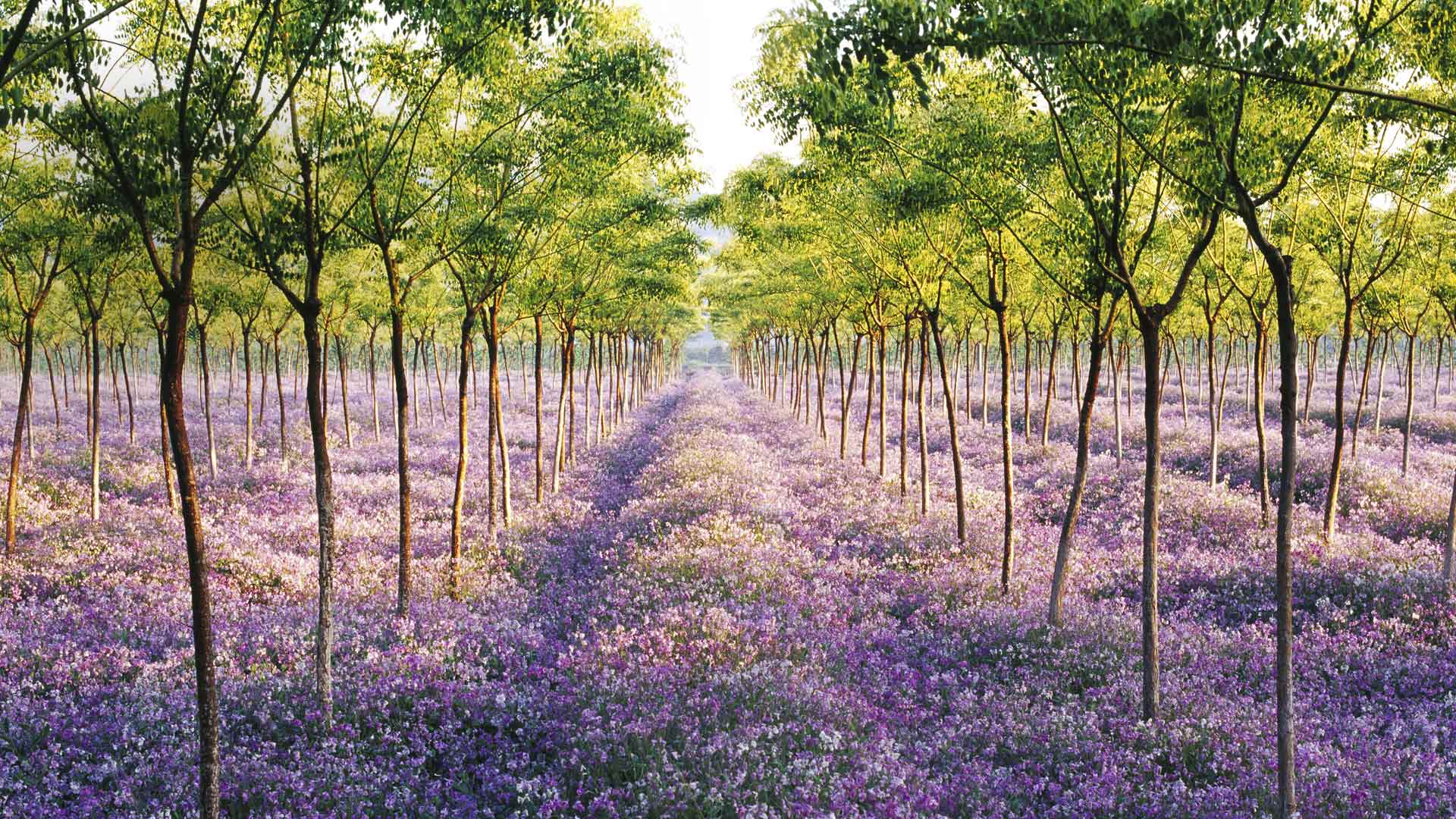 Sea Of Flowers