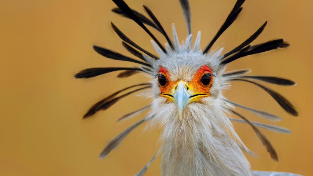 Secretary Bird