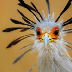 Secretary Bird