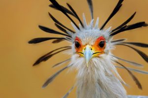 Secretary Bird