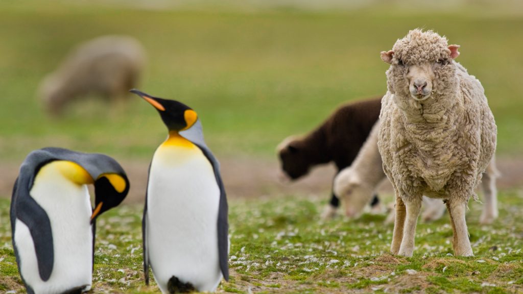 Sheep King Penguin