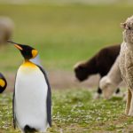 Sheep King Penguin