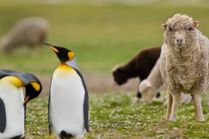 Sheep King Penguin